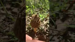 foraging for a treasure in the forest ~ a MOREL mushroom