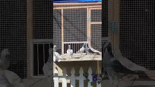The flock Trapping