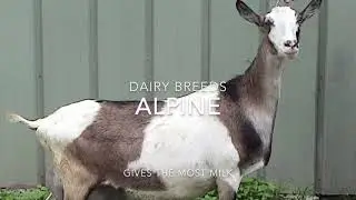 The BEST meat and dairy goat breeds