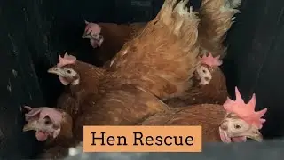 Saving Hens From Slaughter 🐓 