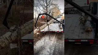 Can we use our old truck to pull some trees?