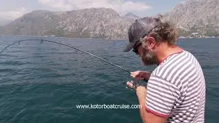 Fishing in Kotor bay, Montenegro (Common stingray)