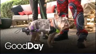 From Pasadena to Sac: Lightning McQueen is Ready for Adoption! | Pet of the Week