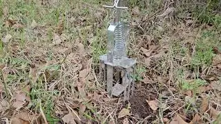 review of the Victor mole trap