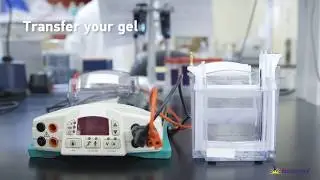 Direct-Blot&trade; HRP Antibodies Save You Time