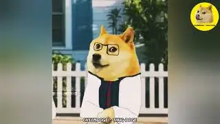 Broken Doges And Doglina Shayari 💔💔 | #cheems #doge #funny #thuglife #thugdoge