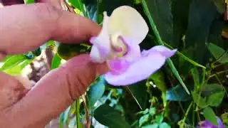 snail vine from seed snail vine Corkscrew vine Sigmoidotropis speciosa