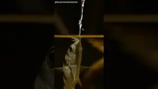 Nature&rsquo;s Sharpshooter: The Archer Fish&rsquo;s Precision Strikes