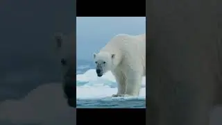 Mother Polar Bear&rsquo;s Desperate Fight to Save Her Cubs!