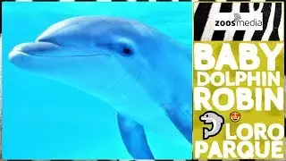 Loro Parque: BABY-Delfin ROBIN 🐬 erkundet die Delfinlagune 😍 | zoos.media