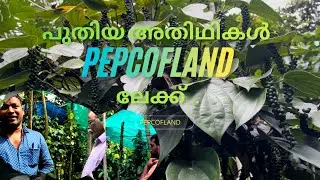 കുരുമുളക് കൃഷിയും പുതിയ അതിഥികളും 