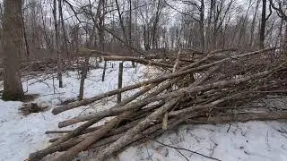 Creating a Large Deer Bedding Area- Phase 1