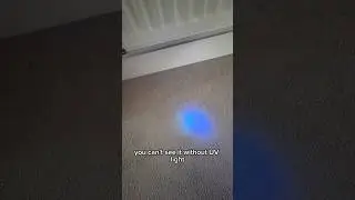 Pet Urine Stain Hidden in Your Carpet? UV Light Reveals the Truth! | Chichester Carpet Cleaning