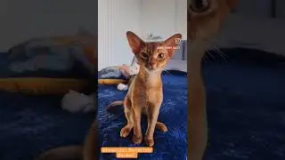 abyssinian Sorrel boy Barwell #abyssinian #cat #funnykitty #hiphop #rap #music