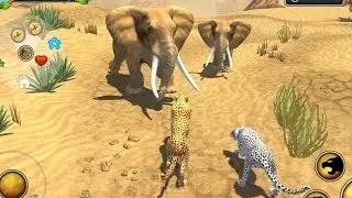 Cheetah Family Sim Android Gameplay