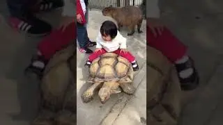 Ride on the Turtle
