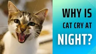 STOP Letting Your Cat Cry at Night! Here's the Shocking Reason Why