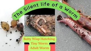 Baby Wisp Hatching /Tiny Worm/Red Wriggler