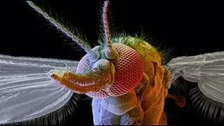 Mosquito Week 2014