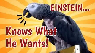 Einstein the Parrot Knows Exactly What He Wants!