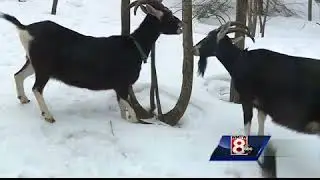 Maine farm offers hiking with goats