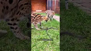 Brave Cats Take On Deadly Snakes &mdash; The Last One Will Shock You! #catshorts #petlovershorts  #MamaCat