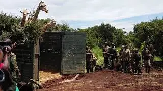 Giraffe translocation #MurchisonFallsNP #Uganda