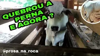 COMO FAZER QUANDO UM BEZERRO QUEBRA A PERNA ?