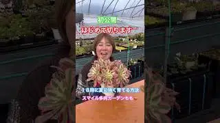 Summer-hardy Aeonium 🌿 Pink Girl's first pruning ✂️ | Continue at 6pm ❣️