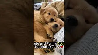 Cute and Funny Dogs You Must See 🐶❤