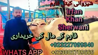 multan cow mandi Live weight bacharay for sale sherwani cattle faram multan21/9/2024