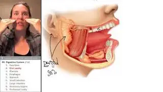 Oral Cavity (Digestive System) ☆ Human Anatomy Course