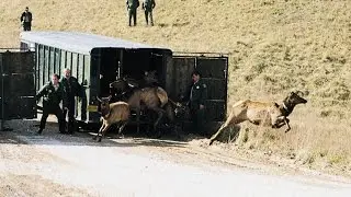 Elk Country Chronicles - Elk Restoration
