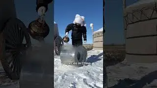 In Mongolia, food left outside in winter is highly likely to be stolen by wild animals #shorts