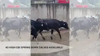 43 High EBI spring born calves available and ready to Go !