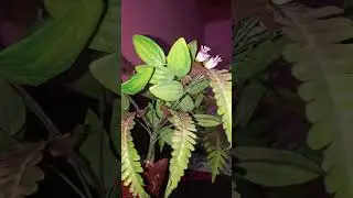 #nature #beauty #tree #pleasesubscribe #plants #mountains