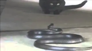 Black Cat vs Black Snake