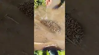 hunting enthusiasts in France Morocco Minya USA#explorepage 2024Hedgehog