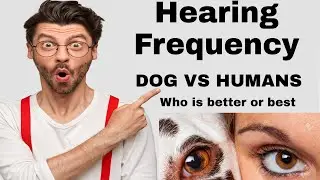 Hearing Frequency Dog vs Humans