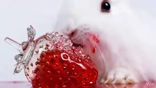 [ASMR] 유리과일 먹는 귀여운 동물들 Cute Animals Eating Glass Fruits 🍓🦊 | Satisfying ASMR Sounds