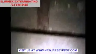 Termite Control North Plainfield Pleasant Plains NJ 732-640-5488 | Termite Exterminating New Jersey