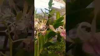 Anggrek Dendro Caesar Pink