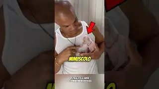 IL CANE PI&Ugrave; PICCOLO DEL MONDO🥹 #shorts