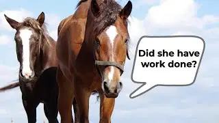 COAT DEFENSE&reg; for Horses | Did she have work done? | No, but she got COAT DEFENSE&reg;!