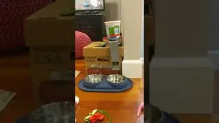 Cat feeder prototype operation
