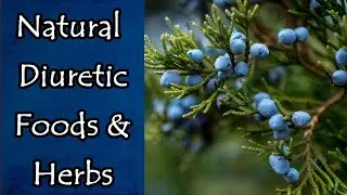 Natural Diuretic Foods and Herbs