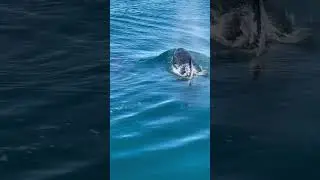 Killer Whale mother and calf, wow! #ocean #orca #shorts