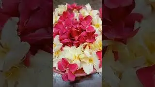 Maadi Thottam | Terrace Garden #maadithottam #terracegarden #tamil #gardening #sai #saibaba #love