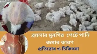 ব্রয়লার মুরগির তলপেটে পানি জমা রোগের কারণ, প্রতিরোধ ও চিকিৎসা