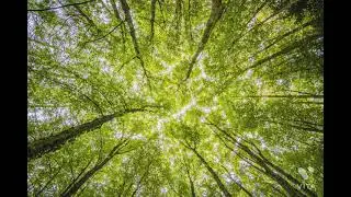 Nature Affirmation, Forest sound, Sleep in nature's arms!! #nature #forestsound